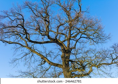 Bare Tree Crown, Symbol Photo For Seasons Change, Ecology