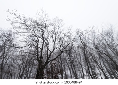 Bare Tree Crowns