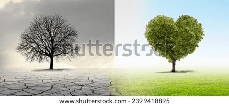 Bare tree in drought and green heart tree in meadow