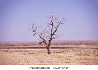 Bare Tree in a Dry Field