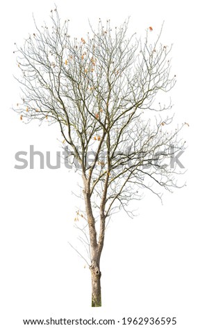 Bare tree with falling yellow leaves during autumn, cutout isolated tree on white background.