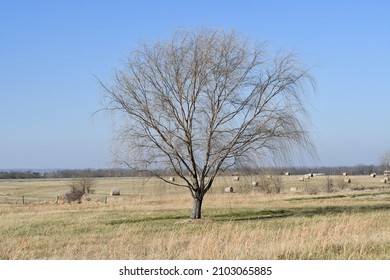 Bare tree in a field