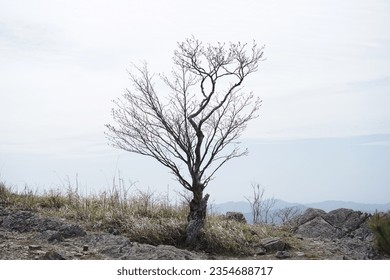 a bare tree in the field