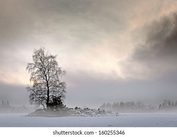 Bare Tree In Foggy Landscape With Moody Sky