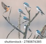 A bare tree full of tree swallows perched on its branches against a blurred background with a barn swallow taking off into flight. 