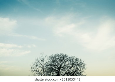 A bare tree with intricate, leafless branches reaches up against a vast, soft blue sky. The minimalistic scene highlights the contrast between the dark silhouette of the tree and the calm, pastel sky. - Powered by Shutterstock