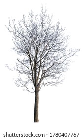 Bare Tree Isolated On White Background Stock Photo 1780407767 