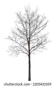 bare tree isolated on white background - Shutterstock ID 2203431059