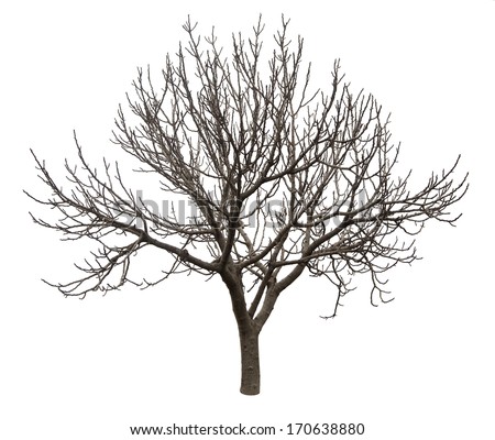 Bare tree isolated over white background