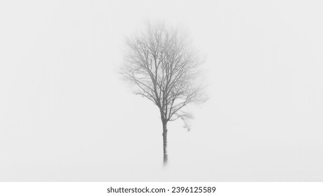 Bare tree in the meadow surrounded by strong fog in winter. Black and white, bleak and foggy landscape.