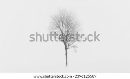 Bare tree in the meadow surrounded by strong fog in winter. Black and white, bleak and foggy landscape.
