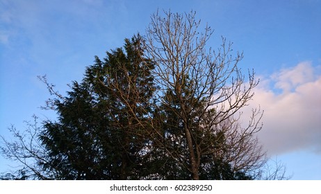 Bare tree meets the pine in the sky