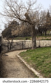 Bare  tree on a bend in a path of a park on a cloudy day