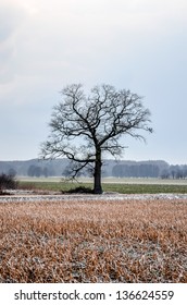 bare tree on a field