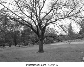 bare tree in park