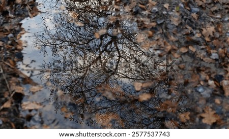 Similar – Image, Stock Photo Trees reflected in mud puddle