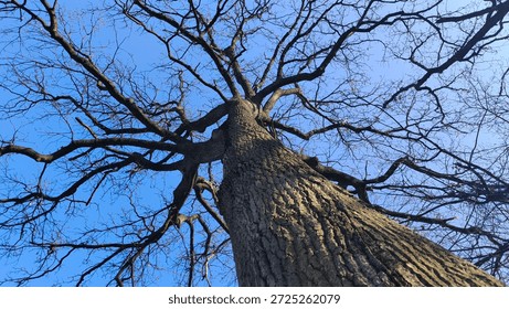 bare tree seen from low angle against the blue sky