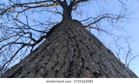 bare tree seen from low angle against the blue sky