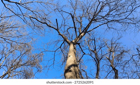 bare tree seen from low angle against the blue sky