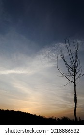 Bare tree shot at dawn