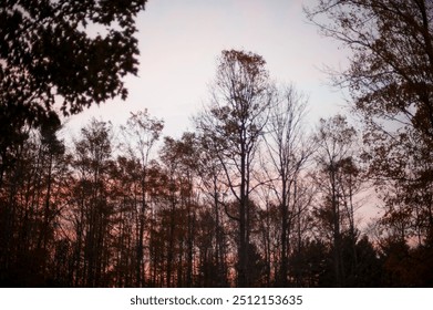 Bare tree silhouettes against a soft, pastel-colored sky at sunset. The trees are tall and thin, creating a delicate, natural pattern as the daylight fades, evoking a calm and serene atmosphere. - Powered by Shutterstock