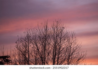 Bare Tree Silhouettes Against a Vibrant Pink and Purple Sunset Sky - Powered by Shutterstock