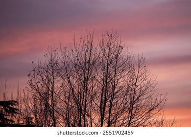 Bare Tree Silhouettes Against a Vibrant Pink and Purple Sunset Sky - Powered by Shutterstock