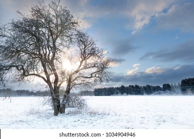 Bare Tree In A Snow Field With Early Morning Sunrise Sunlight Shining Through The Landscape. Early Morning Snow Scene In Norfolk UK During Winter