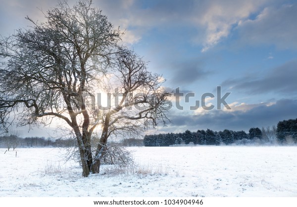 Bare Tree Snow Field Early Morning Stock Photo Edit Now