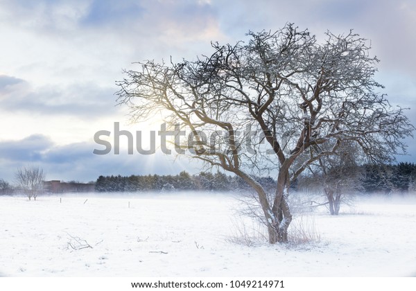 Bare Tree Snow Field Sunrise Sunlight Stock Photo Edit Now