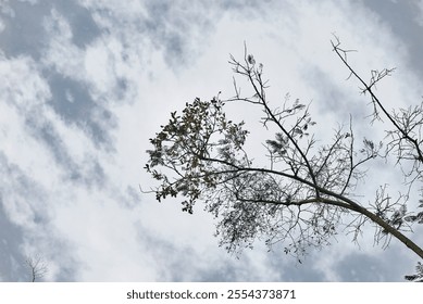 A bare tree stretches its branches against a cloudy, overcast sky, capturing the quiet simplicity and natural beauty of a moody atmospheric scene - Powered by Shutterstock