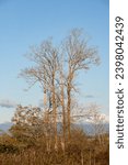 Bare Tree at sunset with Mt Pilchuck in Washington State with first autumn snow in the background