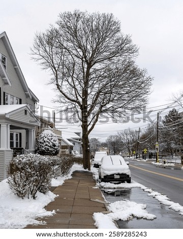 Bare tree towering over snowy sidewalk in quiet neighborhood in Brighton, Boston, Massachusetts, USA 