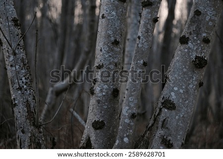 Bare tree trunks in the forest. Spring forest background. young ash tree trunks in the forest in early spring.