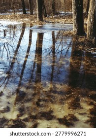 Bare tree trunks mirrored perfectly in still icy woodland puddle