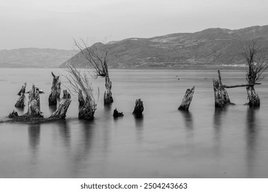 Bare tree trunks stand in a calm, misty lake, with distant hills in the background under a cloudy sky, creating a serene and reflective monochrome scene.