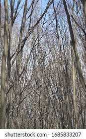 bare tree trunks in winter in a row