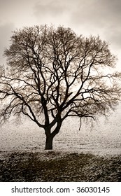 a bare tree in winter