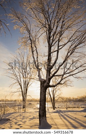 Similar – trees in an ice of lake