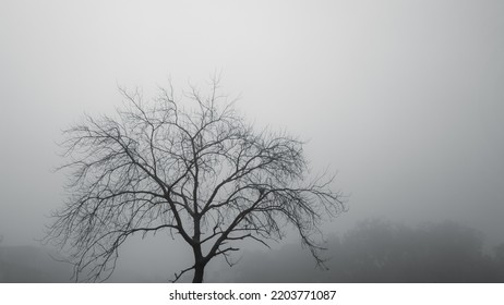 Bare Tree In Winter Smog In Delhi