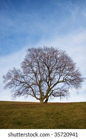 Bare Tree In A Winter Without Snow