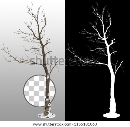 Similar – Image, Stock Photo Forest edge, trees, dead wood and meadows