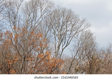BARE TREES AGAINST BLEAK SKY