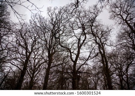 Similar – Foto Bild stille 3 Baum Winter