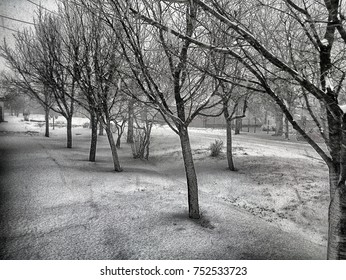 bare trees against winter