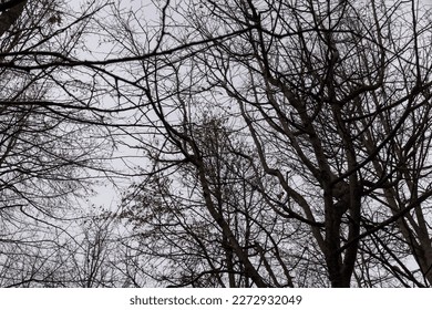 Bare trees in the autumn season, silhouettes of trees without foliage in cloudy autumn weather - Shutterstock ID 2272932049