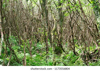 Bare Trees in Dense Forest