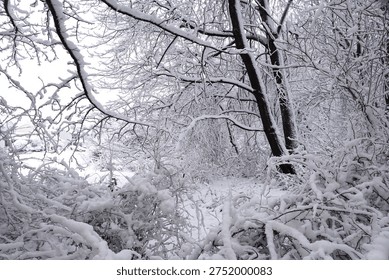Bare trees in dense forest stand heavily covered in fresh snow, creating a quiet and stunning winter scene.