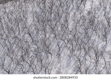 Bare trees drawing abstract patterns on a snow slope, Hokkaido