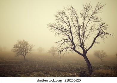 bare trees in the fog, Zaragoza province, Aragon, Spain.
